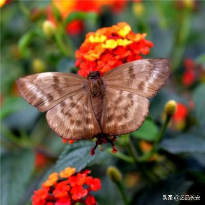 英雄暴走变态版下载